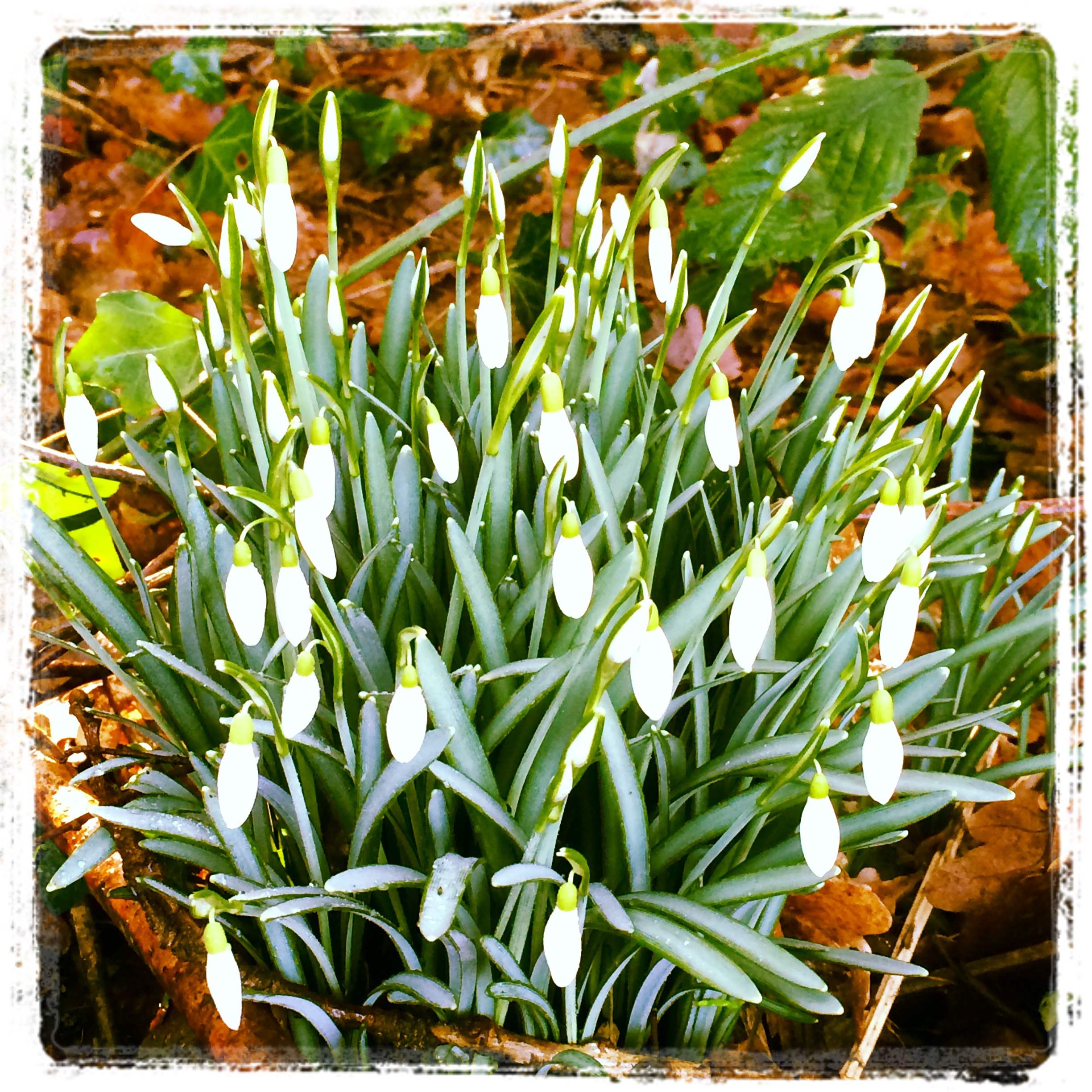 gardening services in Rusper, Horsham, West Sussex